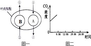 解析西瓜叶肉细胞的生理活动与结构层次